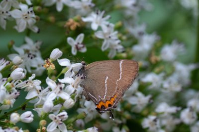 Satyrium w-album (ostruháček jilmový)