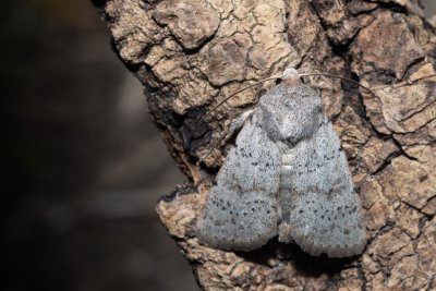 Hoplodrina respersa (blýskavka kropenatá)