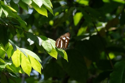 Phaedyma columella (-)