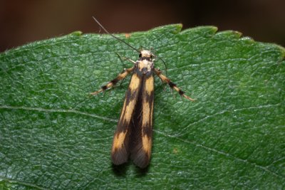 Stathmopoda pedella (krásněnka olšová)