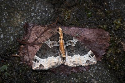 Ecliptopera capitata (píďalka žlutohlavá)