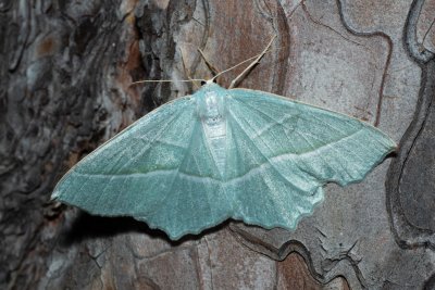 Campaea margaritaria (běločárník habrový)