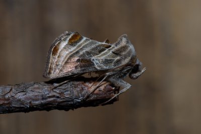 Euchalcia variabilis (kovolesklec horský)