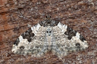 Xanthorhoe fluctuata (píďalka křenová)