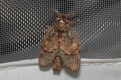 Syntypistis sp.