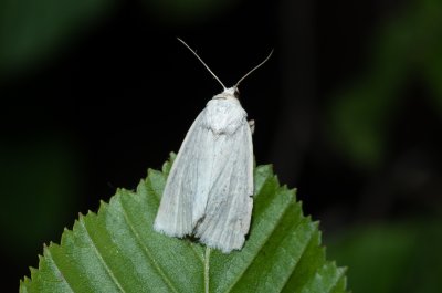 Photedes morrisii (travařka bělavá)