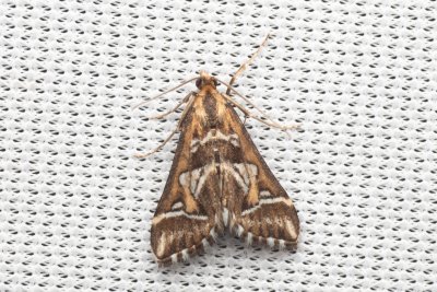 Diasemia reticularis (zavíječ okrasný)
