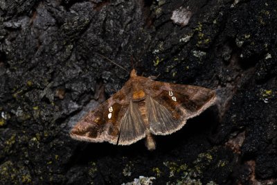 Chrysodeixis chalcites (kovolesklec jižní)