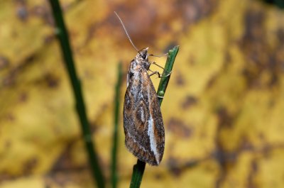 Chesias legatella (píďalka janovcová)