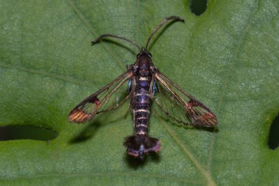 Synanthedon andrenaeformis (nesytka tušalajová)