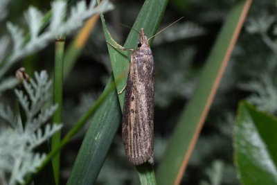 Lamoria zelleri (-)