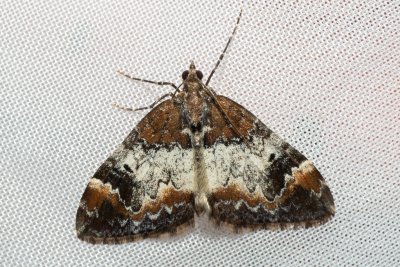 Dysstroma truncata (píďalka borůvková)