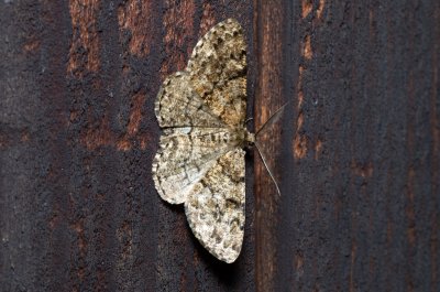 Deileptenia ribeata (různorožec jedlový)