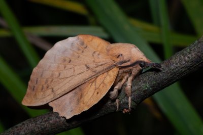 Gastropacha populifolia (bourovec osikový)