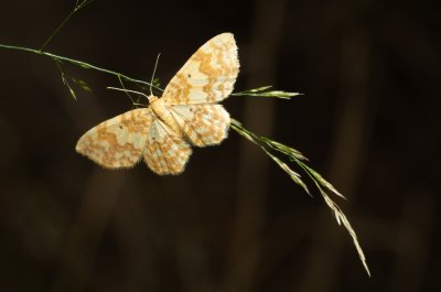 Hydrelia flammeolaria (píďalka ohnivá)