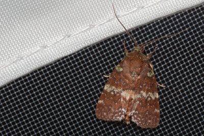 Didigua vexilla (-)