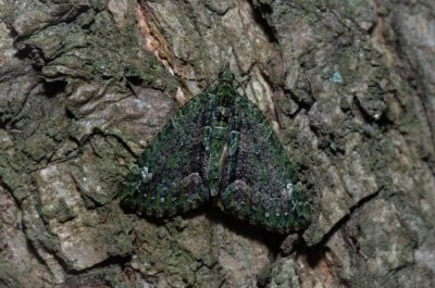 Chloroclysta siterata (píďalka lípová)