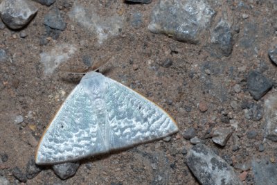 Arctornis poecilonipha (-)