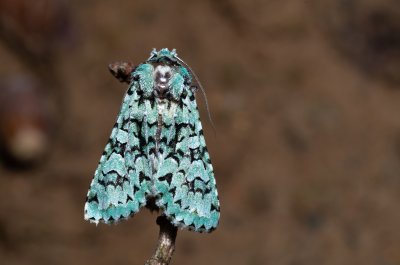 Griposia aprilina (pestroskvrnka zelenavá)