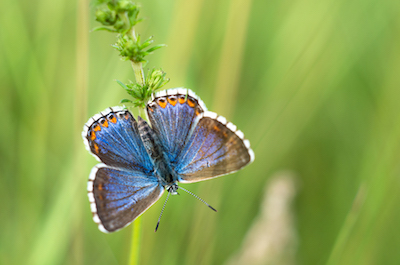 Polyommatus bellargus (modrásek jetelový)
