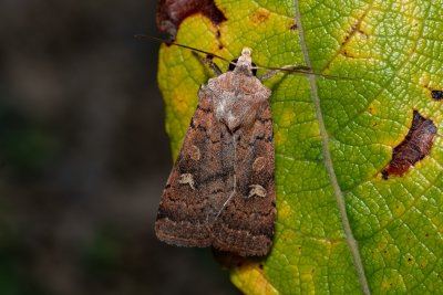 Xestia xanthographa (osenice žlutoskvrnná)