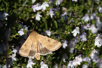 Helicoverpa armigera (černopáska bavlníková)