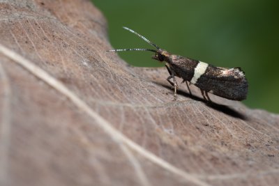 Eidophasia messingiella (zápředníček luční)