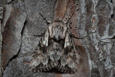 Chloantha hyperici (osenice třezalková)