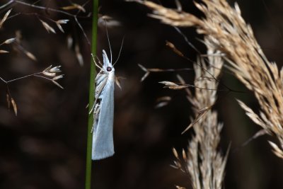 Crambus perlellus (travařík perleťový)
