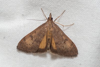Uresiphita gilvata (-)