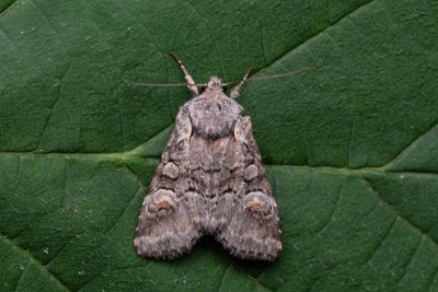 Brachylomia viminalis (jasnobarvec vrbový)