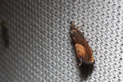 Dichrorampha heegerana (-)