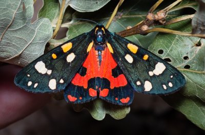 Callimorpha dominula (přástevník hluchavkový)