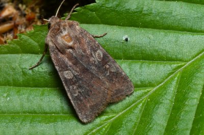 Cerastis leucographa (osenice jívová)