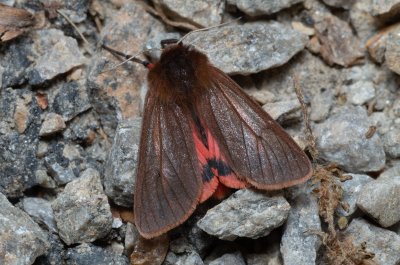 Phragmatobia fuliginosa (přástevník šťovíkový)