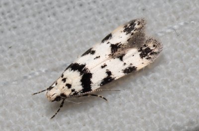 Pseudotelphusa scalella (makadlovka lišejníková)