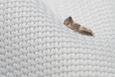 Elachista squamosella (-)