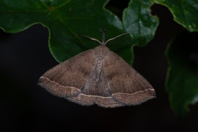 Polypogon plumigeralis (žlutavka hnědopásná)