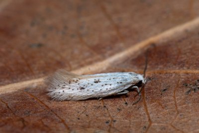 Elachista dispunctella (-)