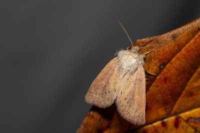 Denticucullus pygmina (travařka bažinná)