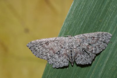 Cyclophora pendularia (očkovec tmavý)