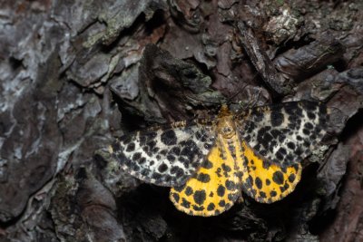 Arichanna melanaria (různorožec borůvkový)