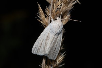 Simyra albovenosa (šípověnka bahenní)
