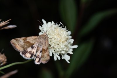 Heliothis adaucta (-)