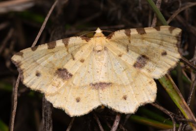 Therapis flavicaria (zejkovec žlutý)