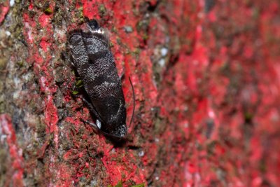 Pammene splendidulana (-)