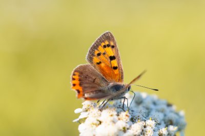 ohniváček černokřídlý