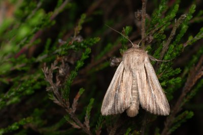 Leucania comma (plavokřídlec čárkovaný), PP Pohoří na Šumavě