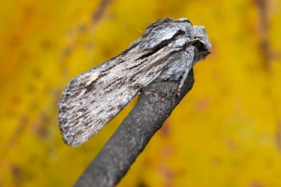 Asteroscopus sphinx (dřevobarvec pozdní), PR Kamenný vrch