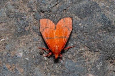 Wittasura lineatus (-)